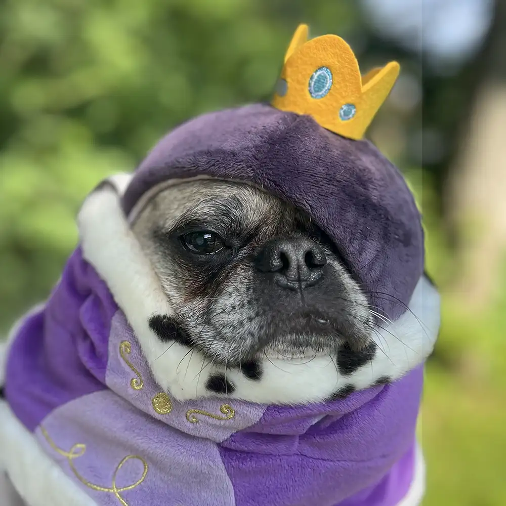 sir-dingle sir dingle